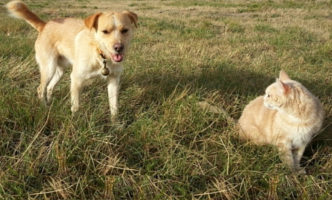 image for Allergy and Asthma Awareness for your Pets